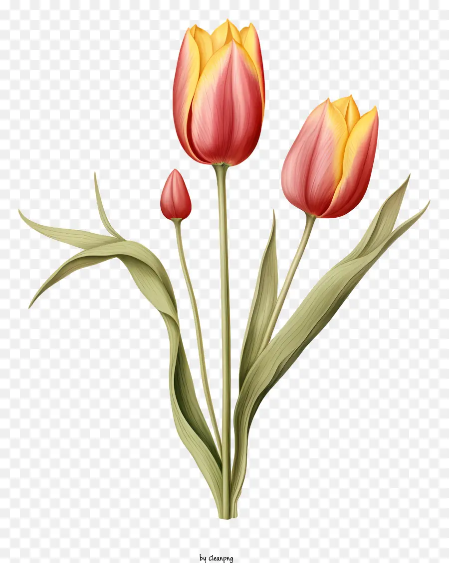 hoa tulip màu hồng bó hoa hoa màu hồng nền màu đen - Hoa tulip màu hồng được sắp xếp theo đường chéo trên nền đen