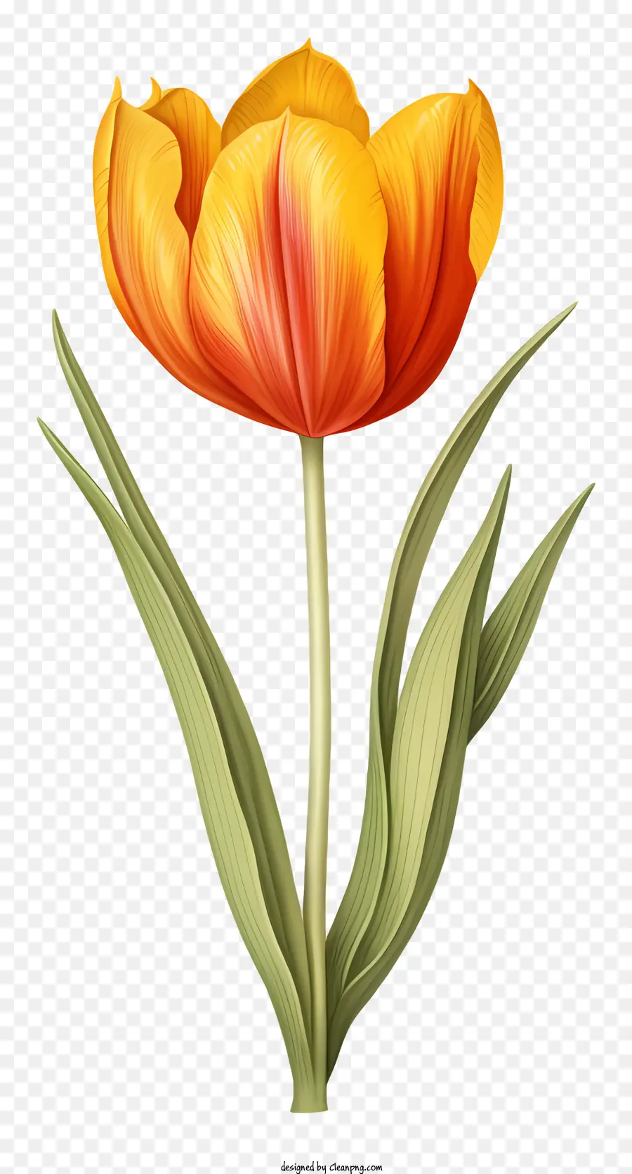 orange tulip flower green leaves stem dark background