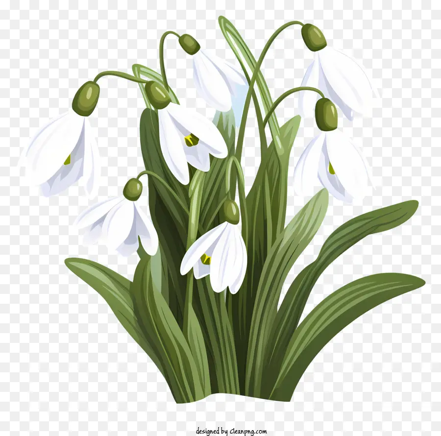 fiori di primavera - Bucane da neve in fiore con fiori bianchi su nero