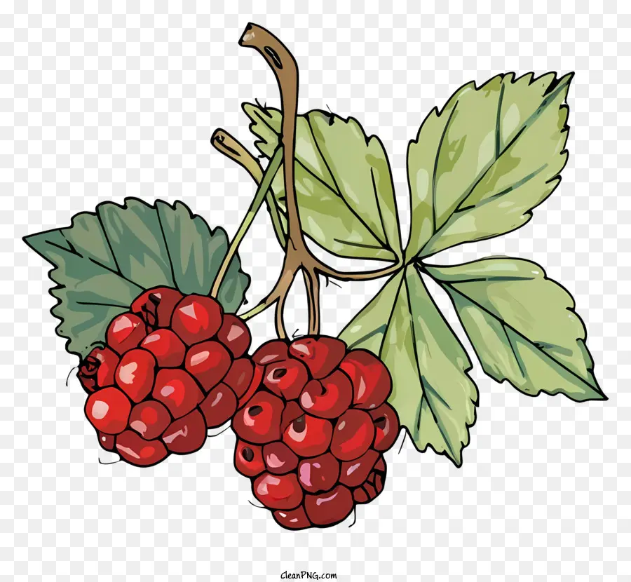 raspberry fruit red green leaves stem