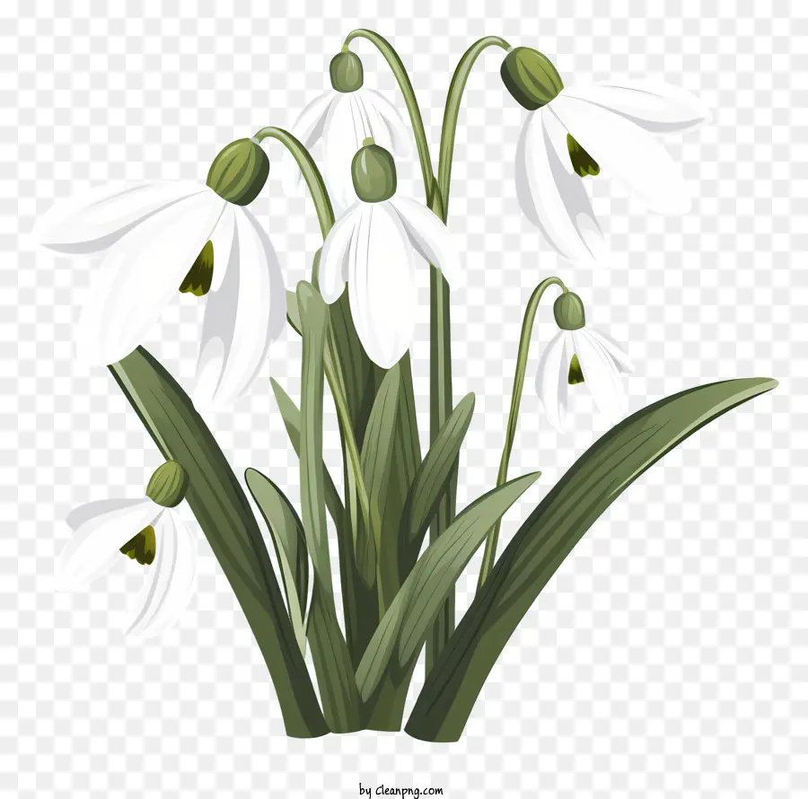 bucaneve Bloomping petali bianchi foglie verdi macinate - Tre fasci di neve che fioriscono con petali aperti