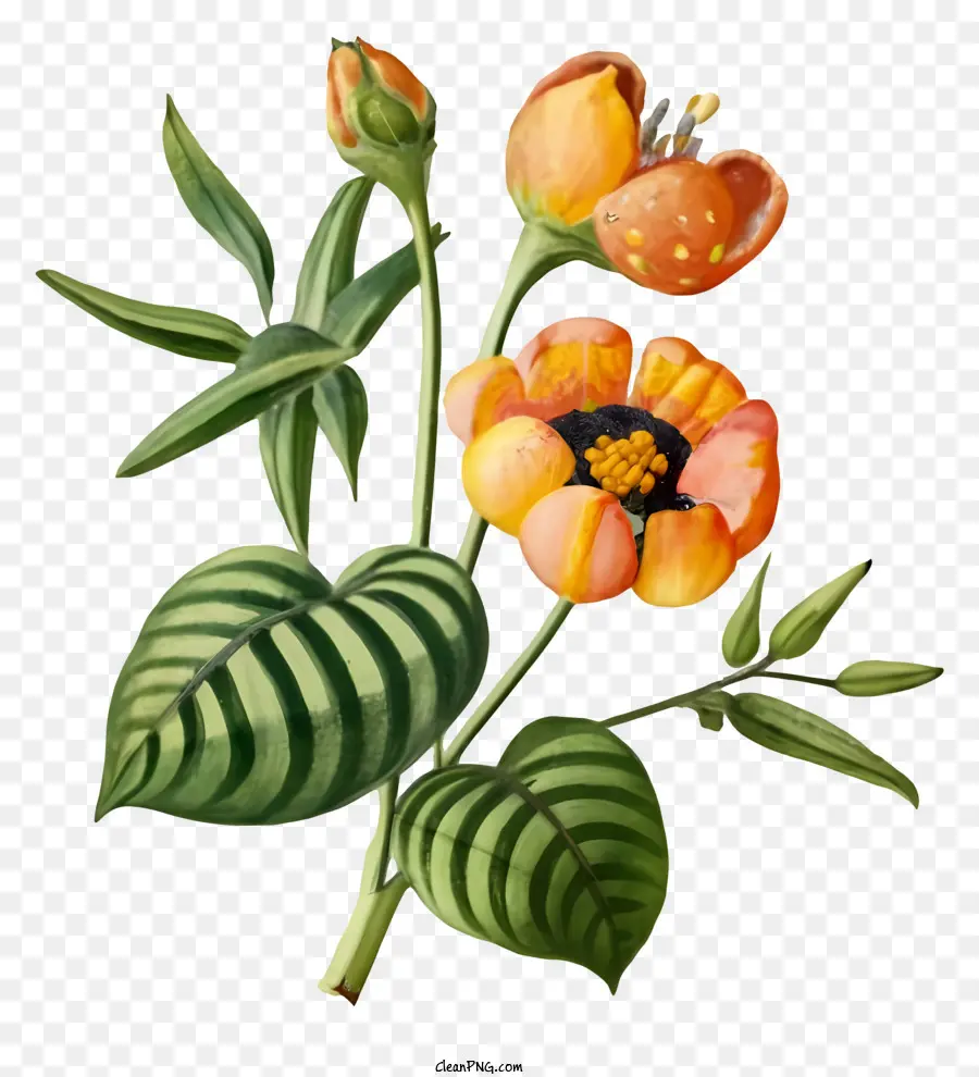 florales Design - Orangefarbene Blüten umgeben von grünen Blättern auf schwarzem Hintergrund