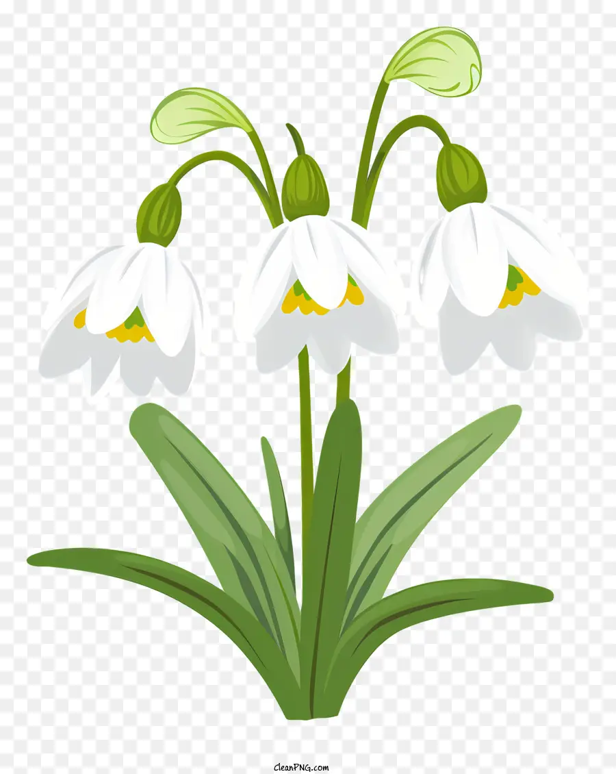 fiori di primavera - Tre fasci di neve bianchi con steli e foglie verdi