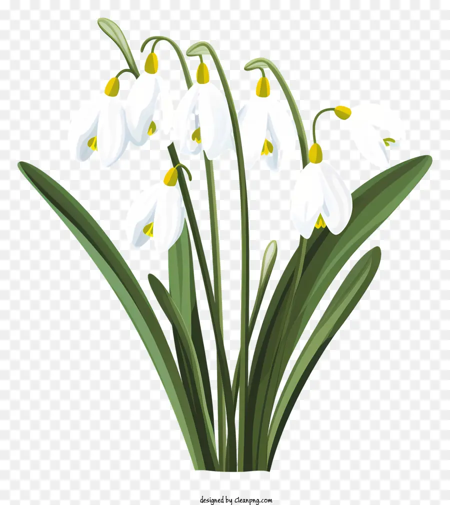 Hoa trắng hình cong hình cong năm cánh hoa màu xanh lá cây bên trái hoa bên trái - Hoa trắng trên nền đen, mặt trái
