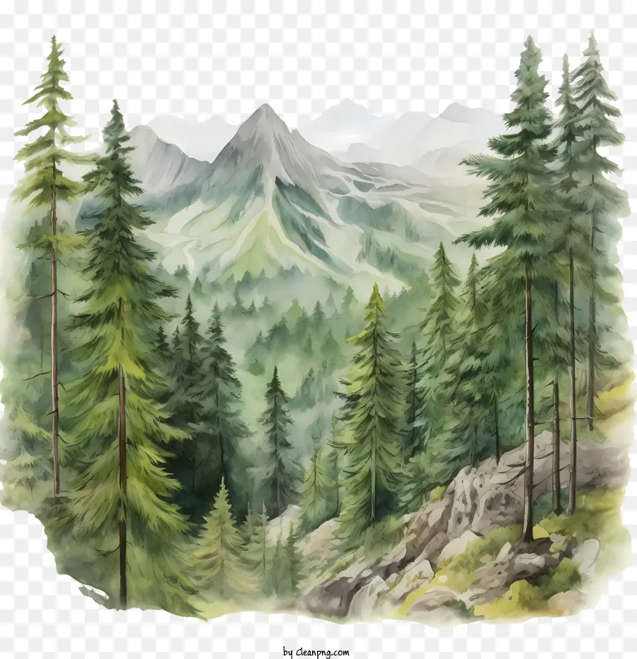 mountain forest forest trees mountains rocks