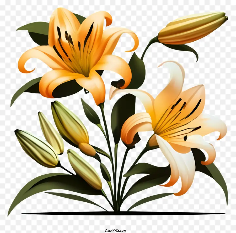 hoa loa kèn màu cam bouquet màu đen cánh hoa màu vàng và màu cam thông thường - Hoa loa kèn màu cam trên nền đen trong tình trạng tốt