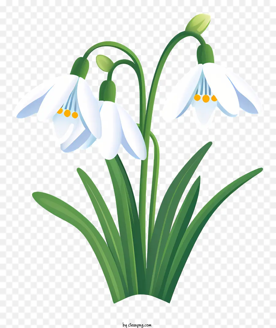 hoa cánh hoa nhị hoa lá - Hoa trắng và xanh với ba cánh hoa