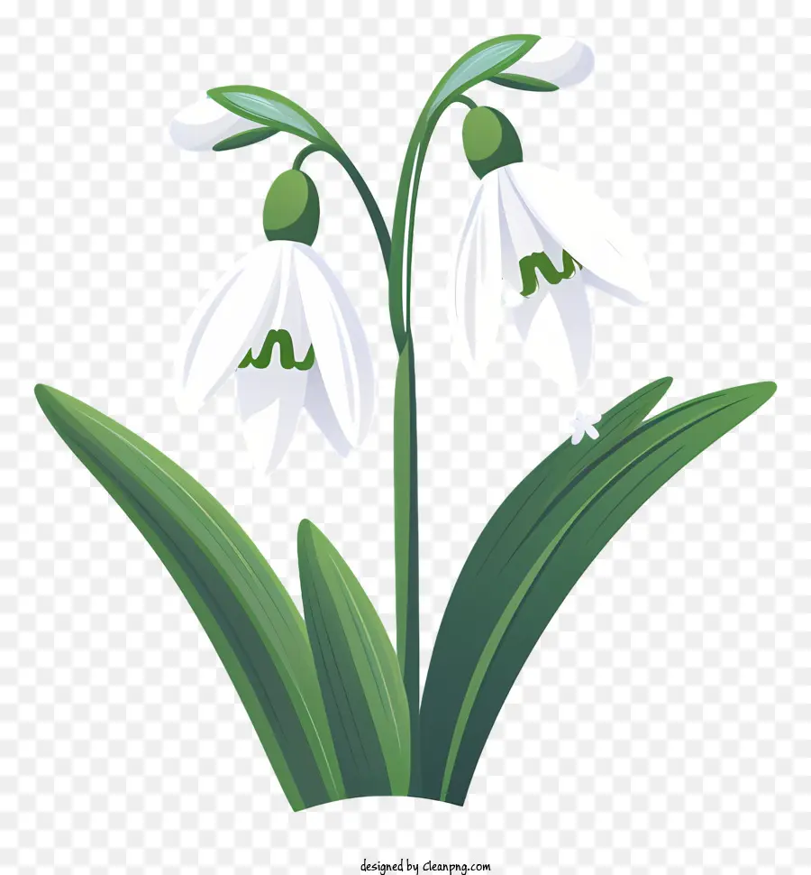 Weiße Blüten grüne Blätter wachsen Blüten lange weiße Blütenblätter grüne Stiele - Gruppe weißer Blüten mit grünen Blättern wachsen