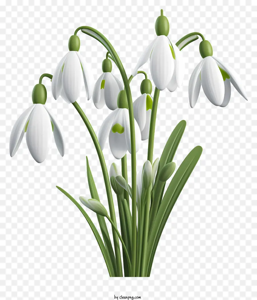 Hoa tuyết hoa màu xanh lá cây màu xanh lá cây năm cánh hoa - Snowdrops trong một chiếc bình trên bề mặt đen. 
Trung lập