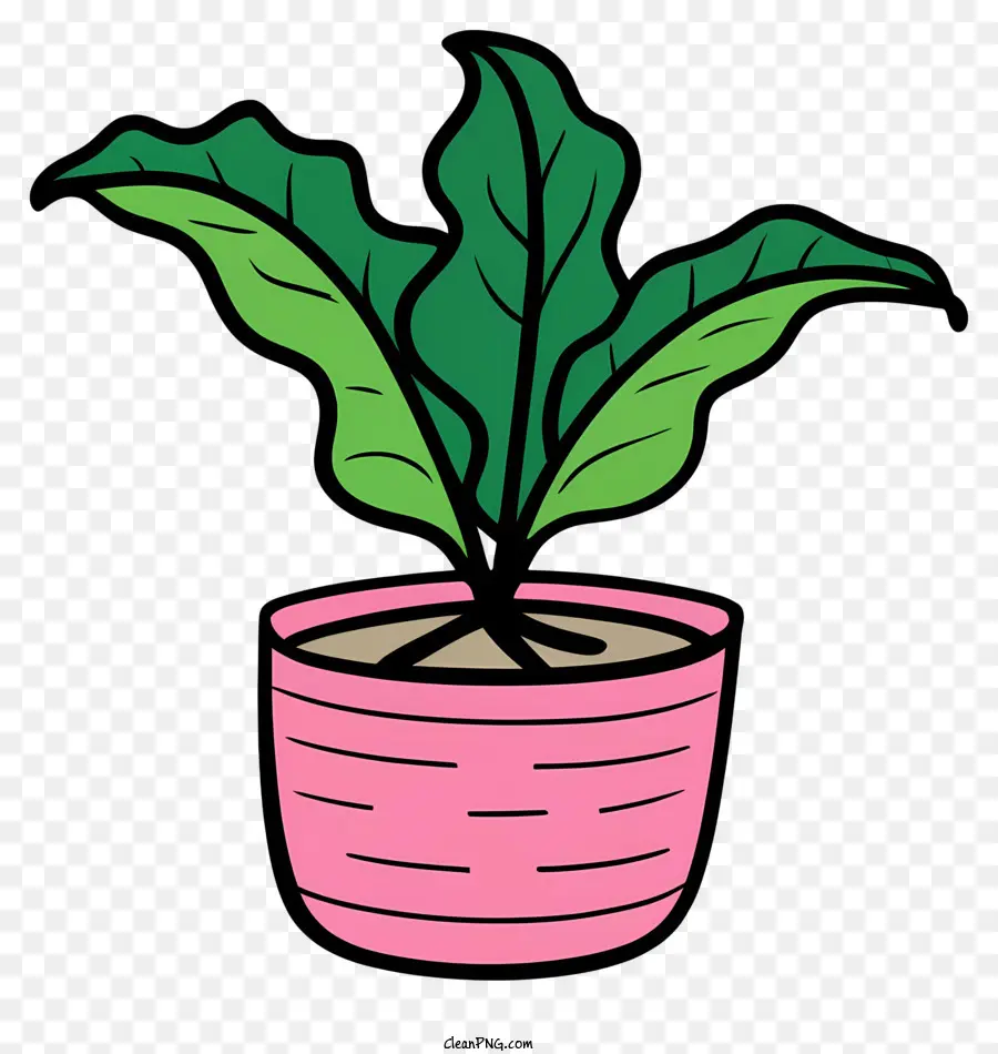potted plant pink pot long green leaves white dirt soil in pot