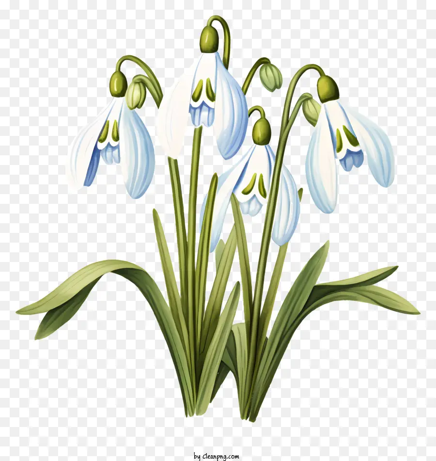white flowers green leaves snowdrops small flowers spiral petals