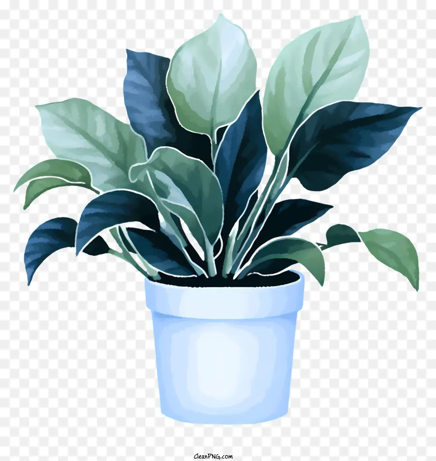 Große weiße Topfpflanze dunkelgrüne Blätter schwarzer Hintergrund Vase kleine Vase - Große weiße Topfpflanze mit dunkelgrünen Blättern