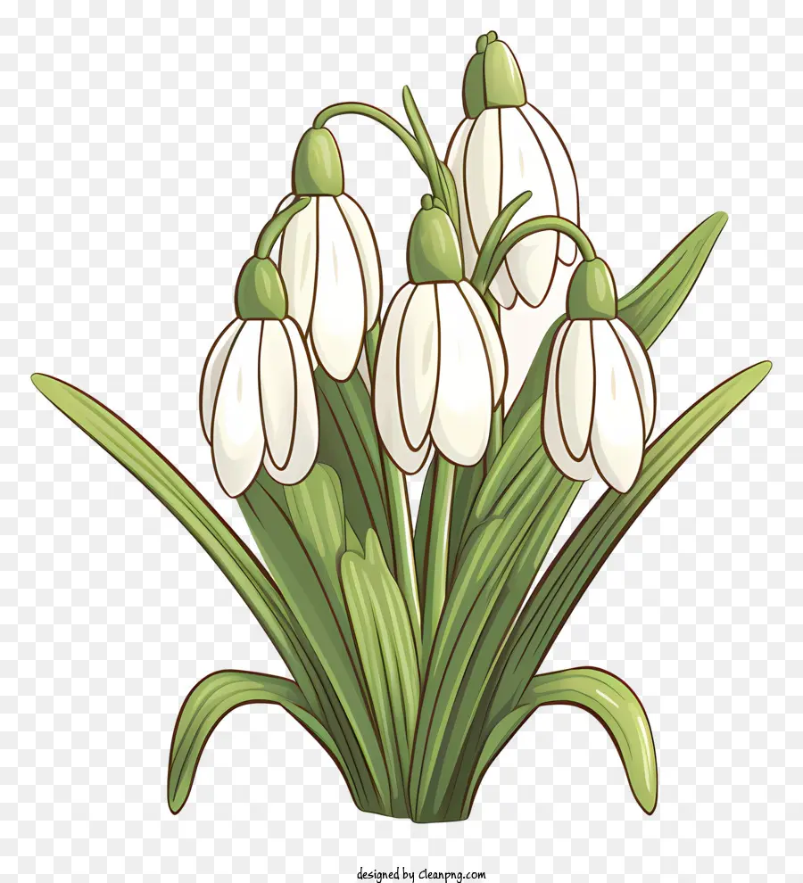 snowdrop flower white petals bell-shaped green center long leaves