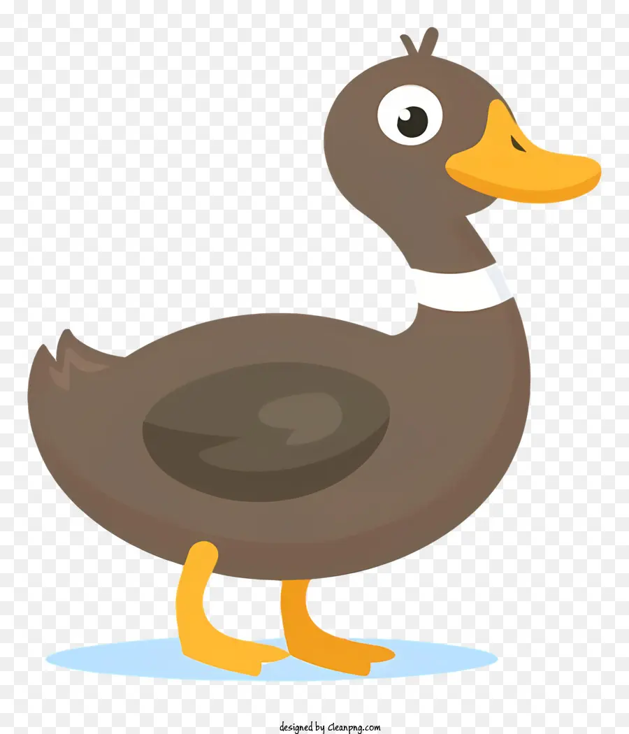 brown duck duck with closed eyes black and white duck white beak white collar on duck