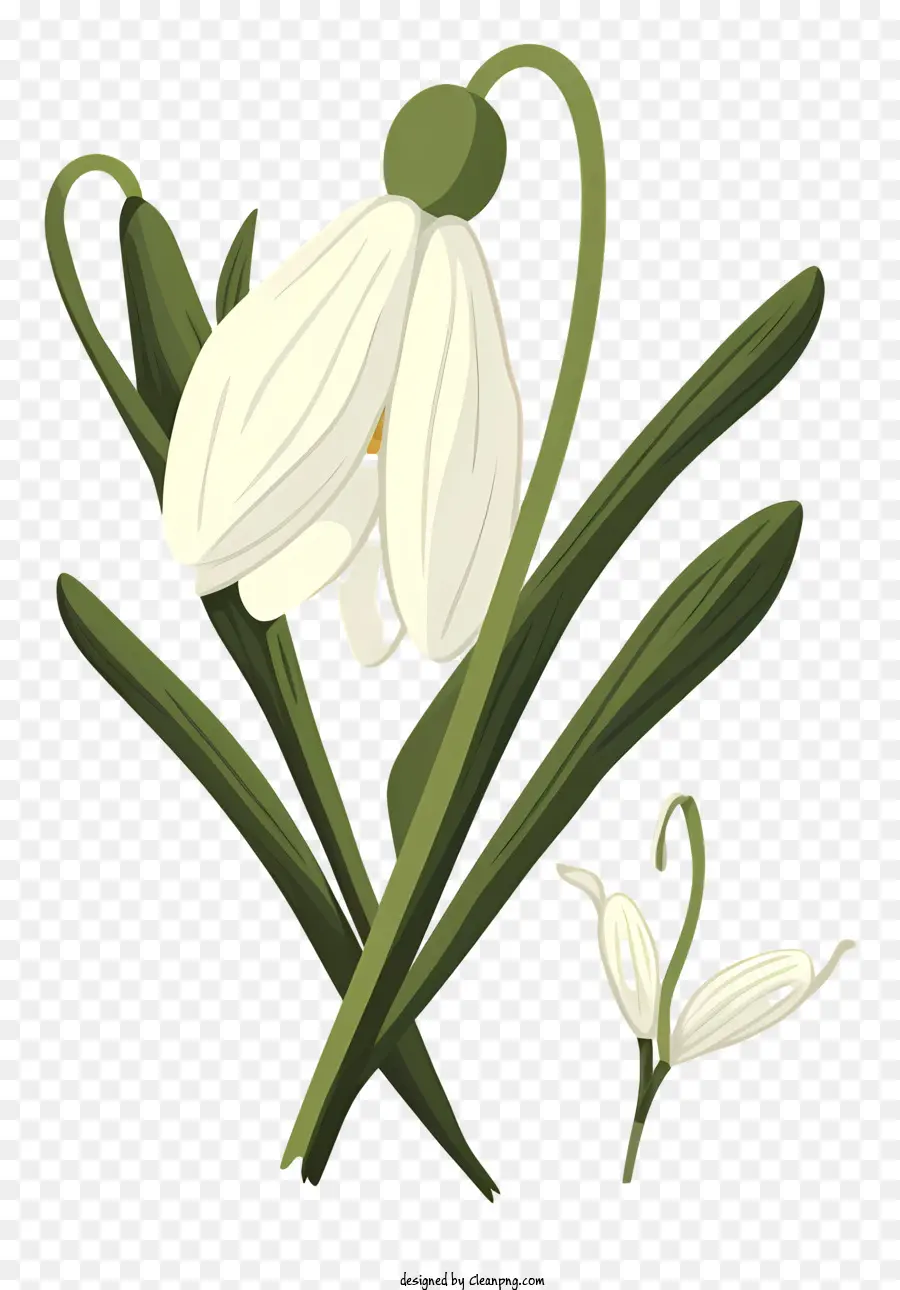 fiore bianco - Daisy bianca con petali trasparenti su sfondo nero