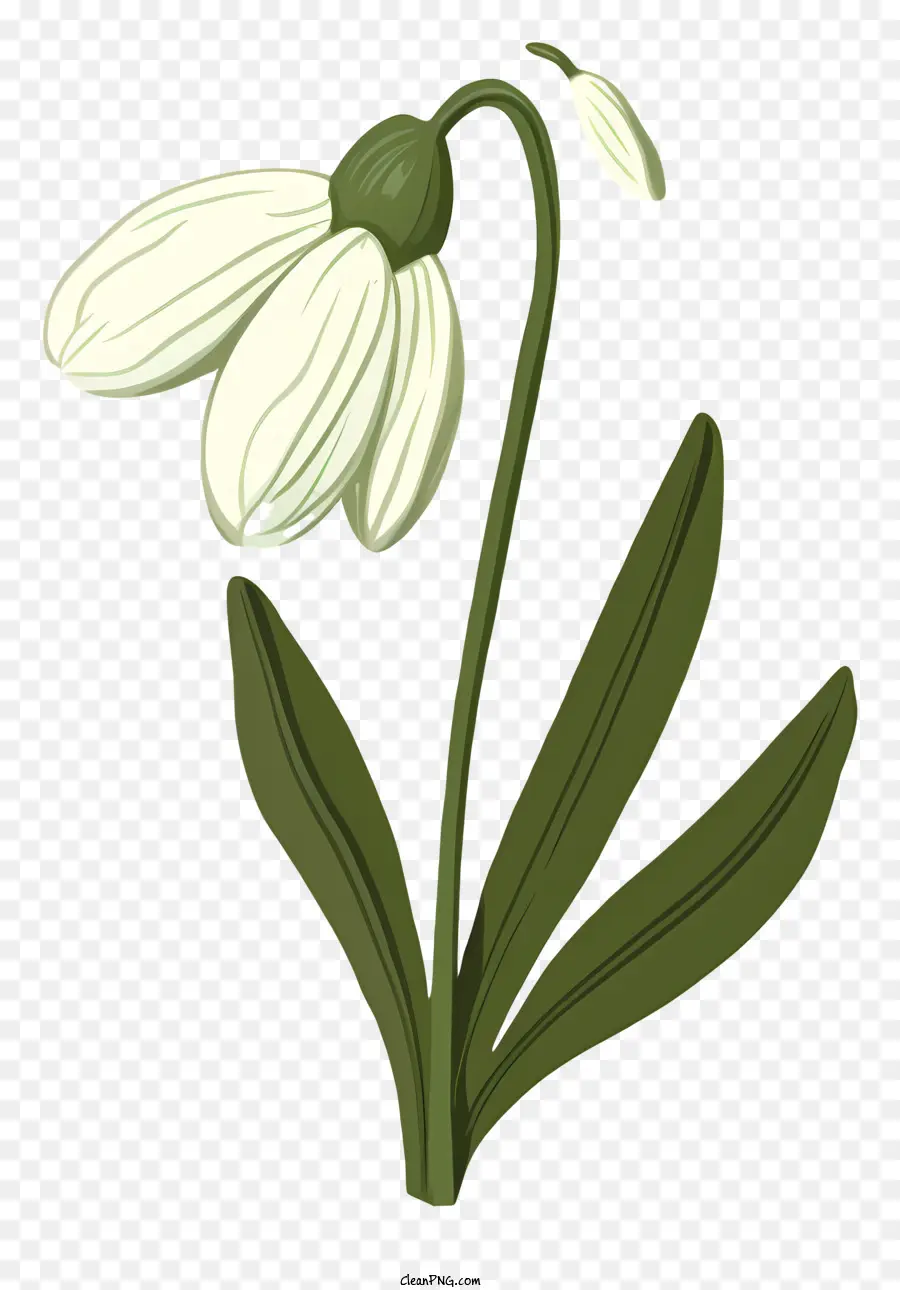 hoa trắng - Hoa trắng đơn giản với cánh hoa rủ xuống