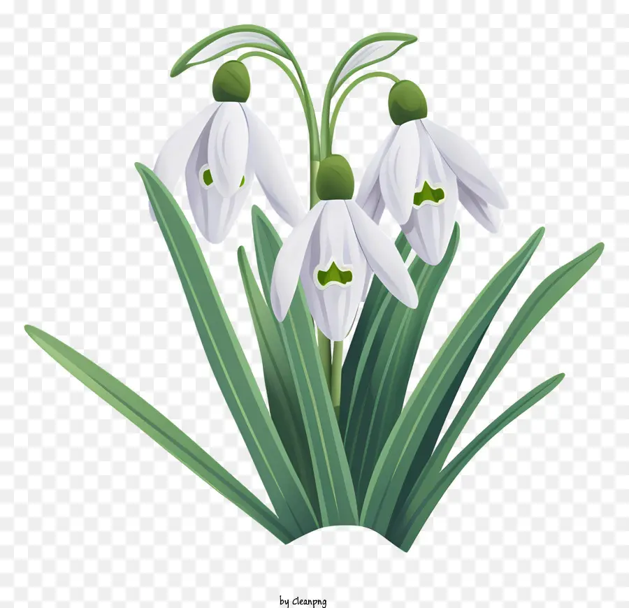 Fiori di groduli di neve fiori bianchi fiori delicati fiori a tre petali fiori centrale verde - Due fiori bianchi per fascio di neve su sfondo nero