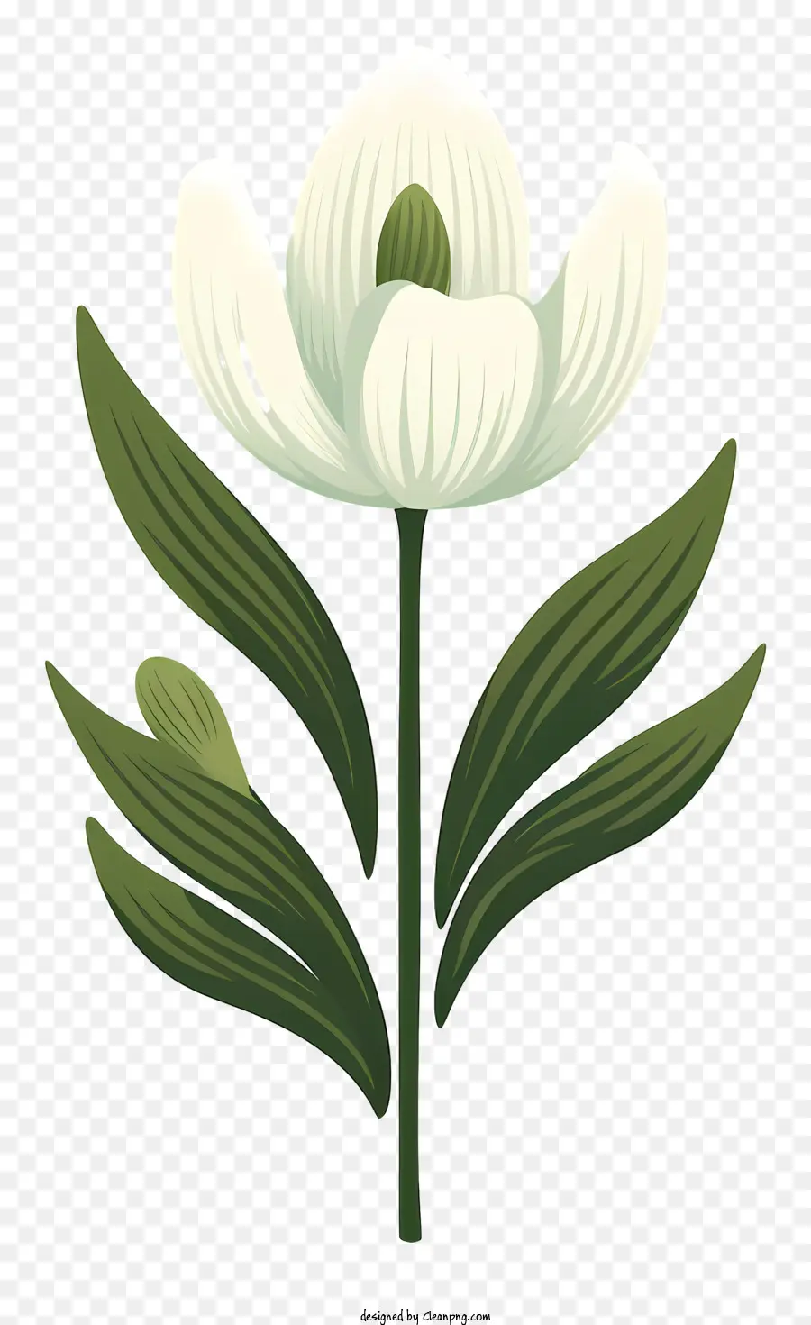 fiore bianco - Disegno di fiore bianco con foglie verdi