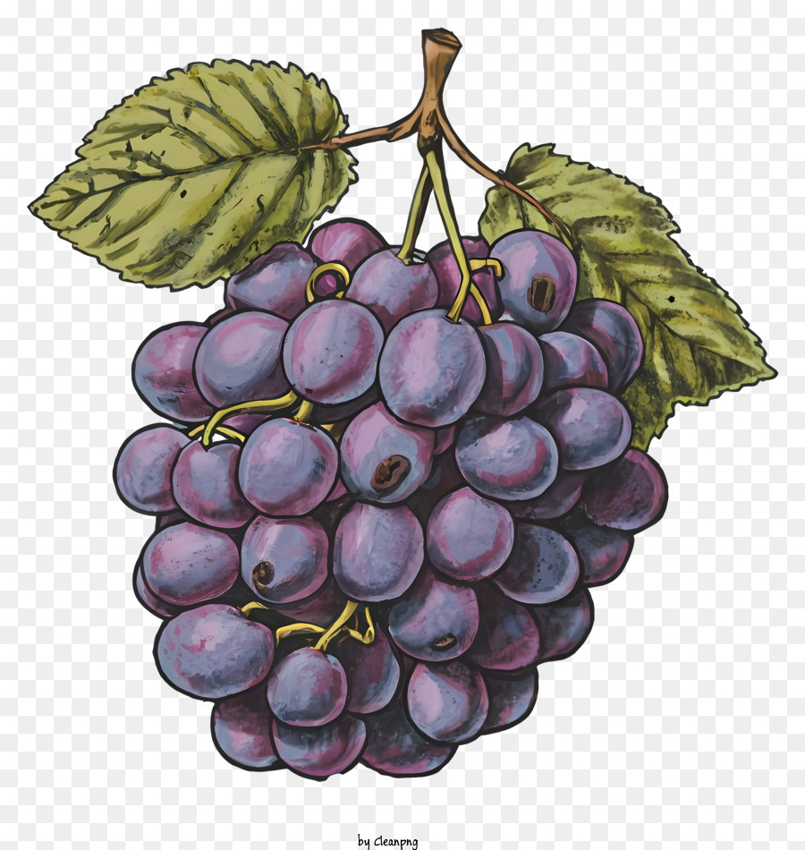 Grapes Drawing | Grape drawing, Leaf drawing, Drawings