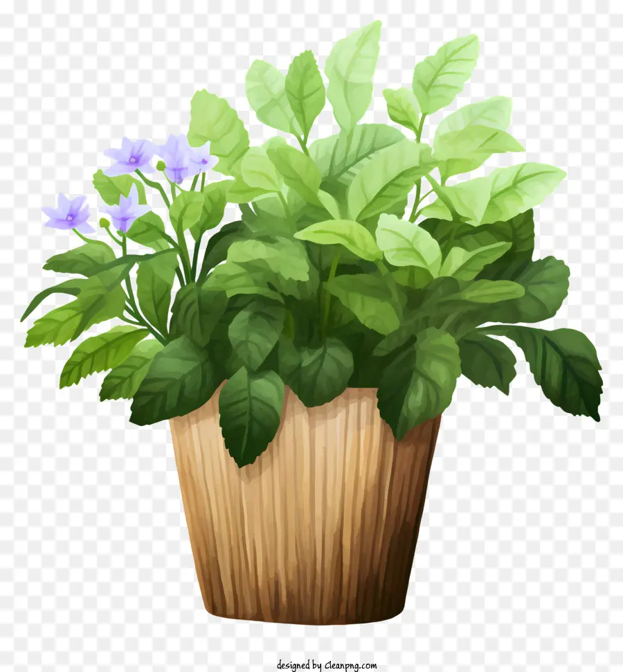 plant in wooden planter purple flowers green leaves wooden planter black background