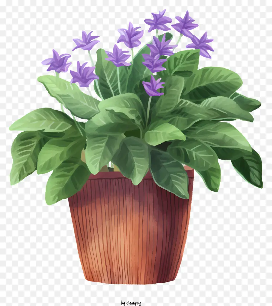 Blumentopf - Üppige Topfpflanze mit lila Blüten am Tisch