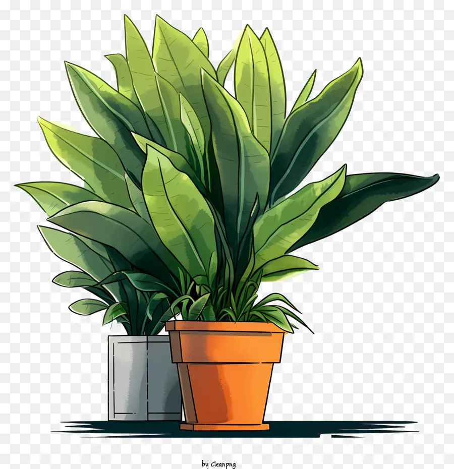 Innenpflanze pflanzte pflanzliche grüne Blätter im Innengarten ungewöhnlich Zimmerpflanze - Innenpflanze im Topf mit großen grünen Blättern