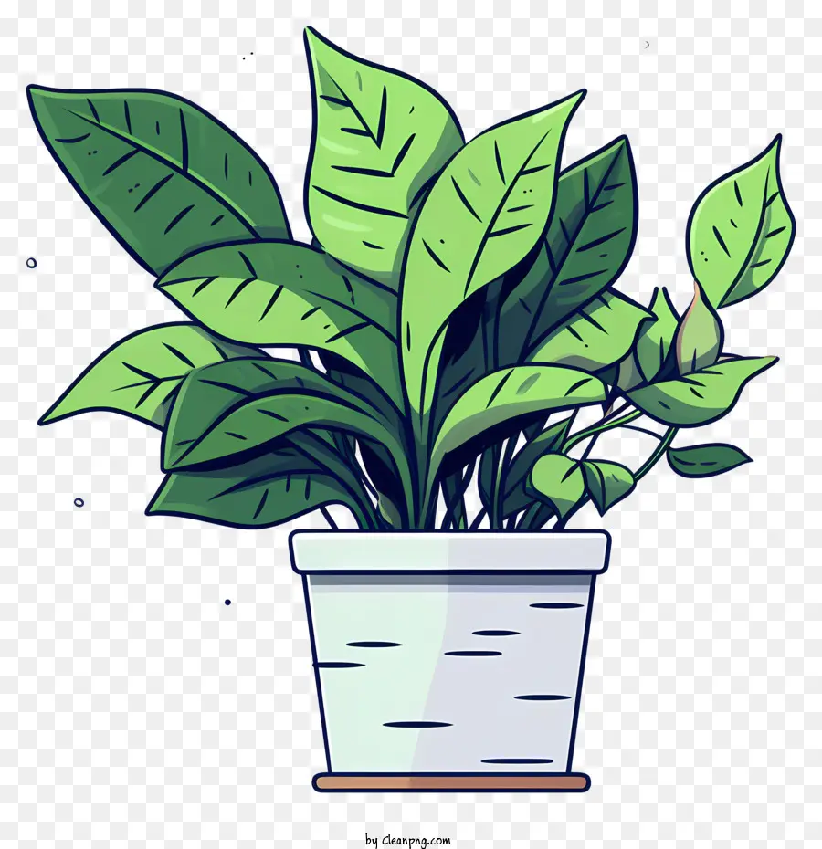 plant in a white pot green leaves small amount of dirt bent stem circular leaf pattern