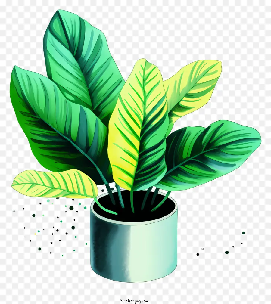 grünes Blatt - Topfpflanze mit grünem Blatt auf schwarzem Hintergrund