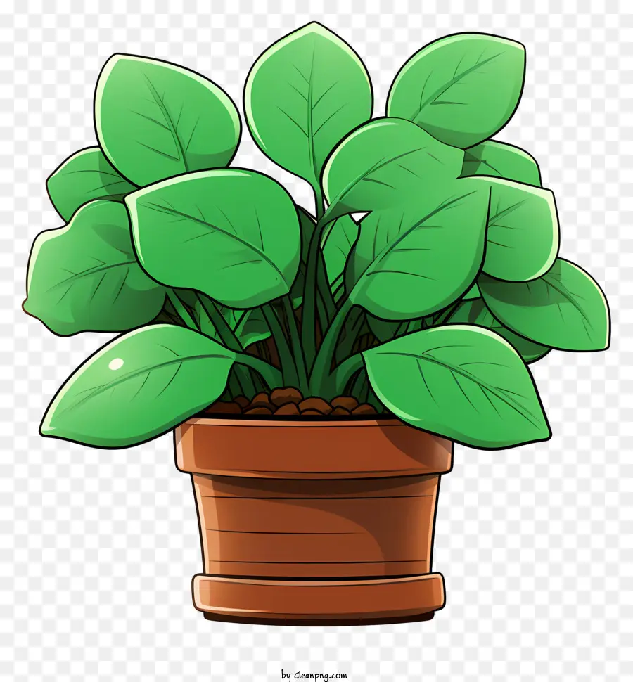 indoor plants potted plants tabletop gardening large leafy plants green leafy plants