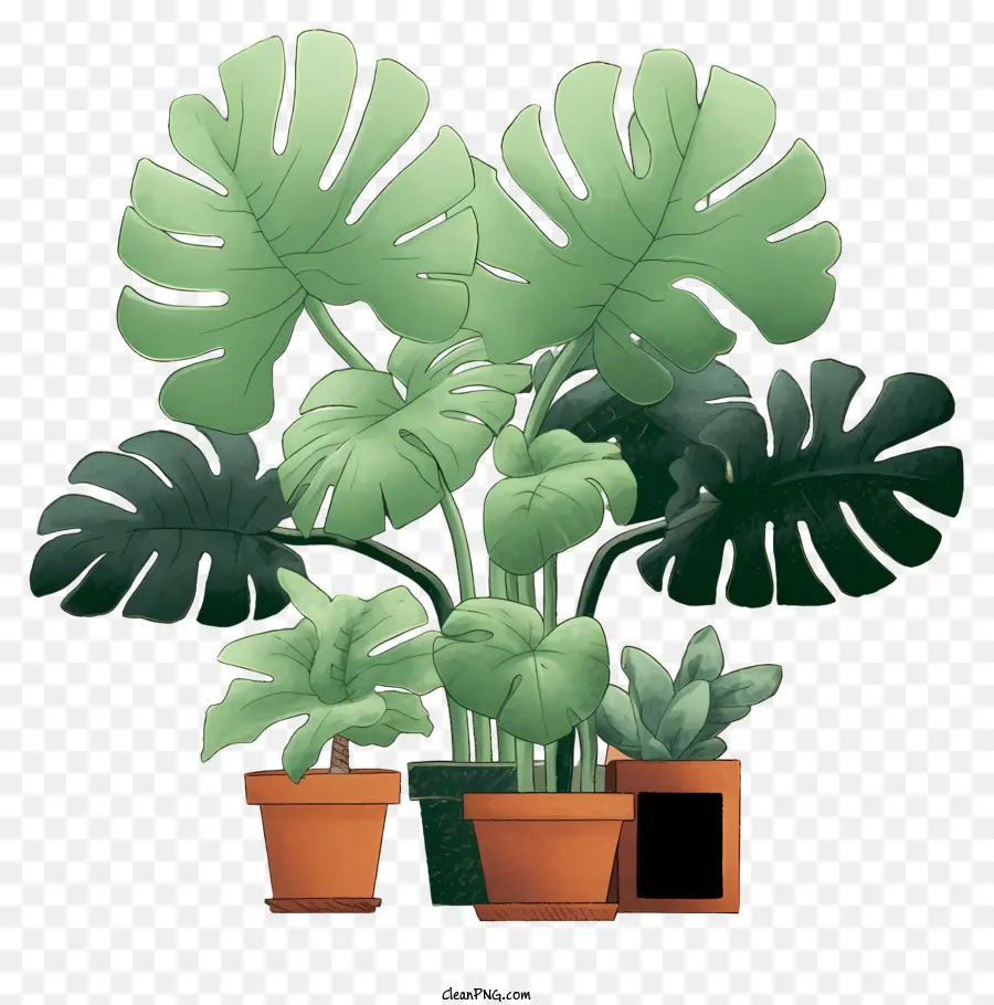 pianta pianta in vaso foglie verdi di colori vibranti tre foglie - Pianta verde vibrante in una pentola nera
