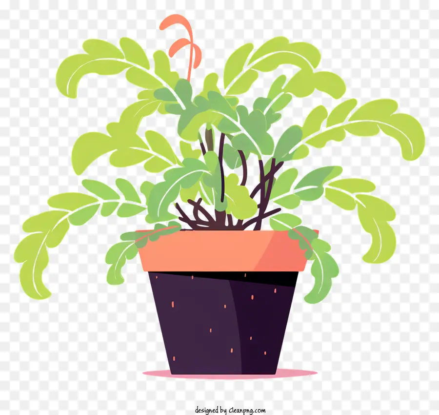 pianta in vaso foglie verdi foglie rosse tavolo in pentola marrone con sfondo nero - Pianta in vaso con foglie verdi e bacche rosse