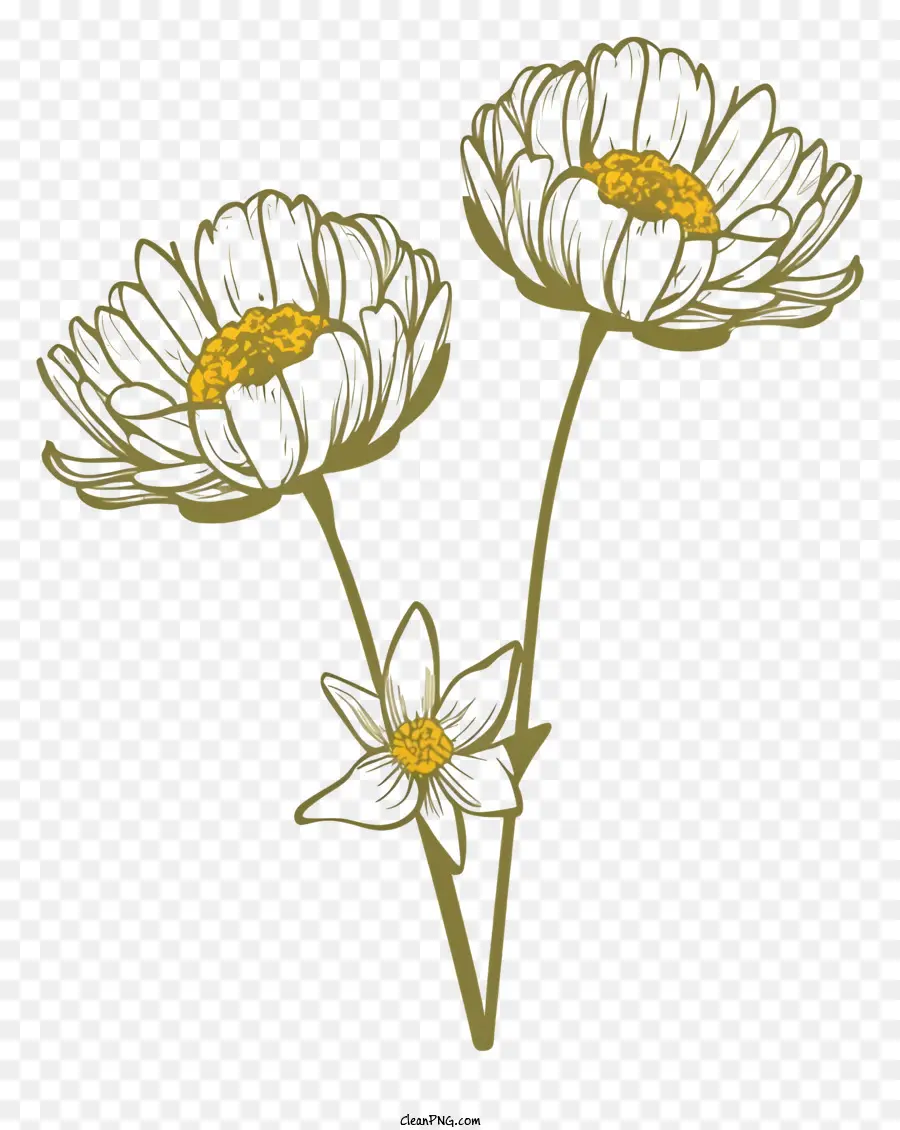 Fiori bianchi e neri Fiori margheri o calendold semplici linee stilizzate semplici fiori di fiori realistici - Arte in bianco e nero, fiori realistici in vaso