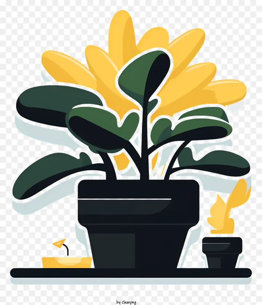 trang trí thực vật trang trí pot trong nhà sắp xếp nhà máy chăm sóc thực vật - Trồng trong chậu với vật màu tối trên đầu