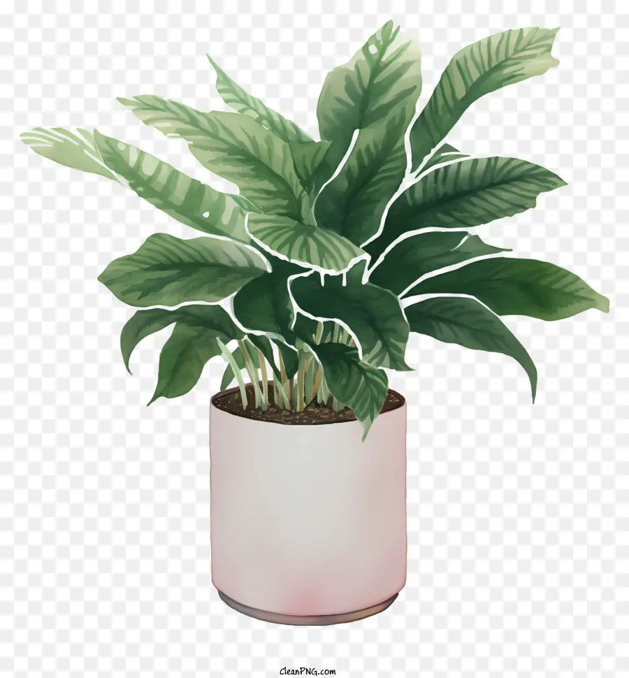 Foglie verdi pianta in vaso a casa - Pentola bianca, foglie verdi; 
piante d'appartamento con gambo piccolo