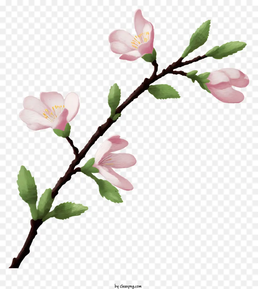 Kirschblüten rosa Blumen Vollblüte blühender Zweige schwanken Blumen - Rosa Kirschblüten schwanken am dunklen Zweig