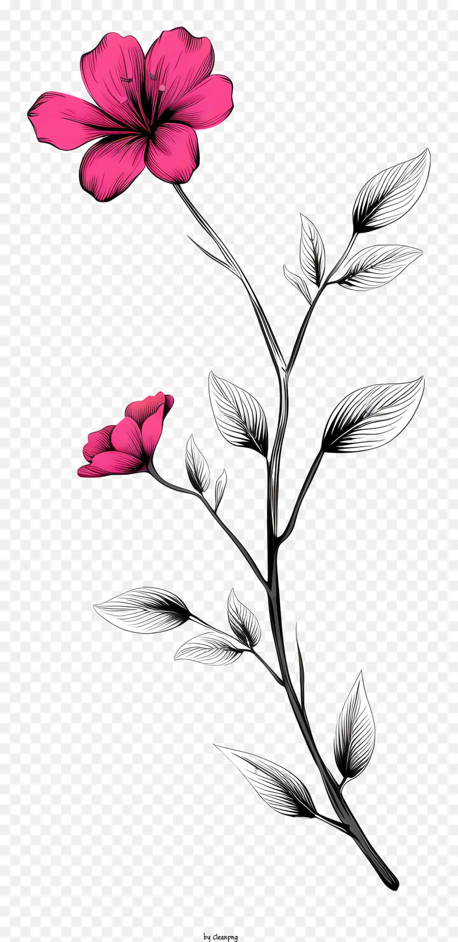 rosa Blume - Schwarz -Weiß -Foto von rosa Blume