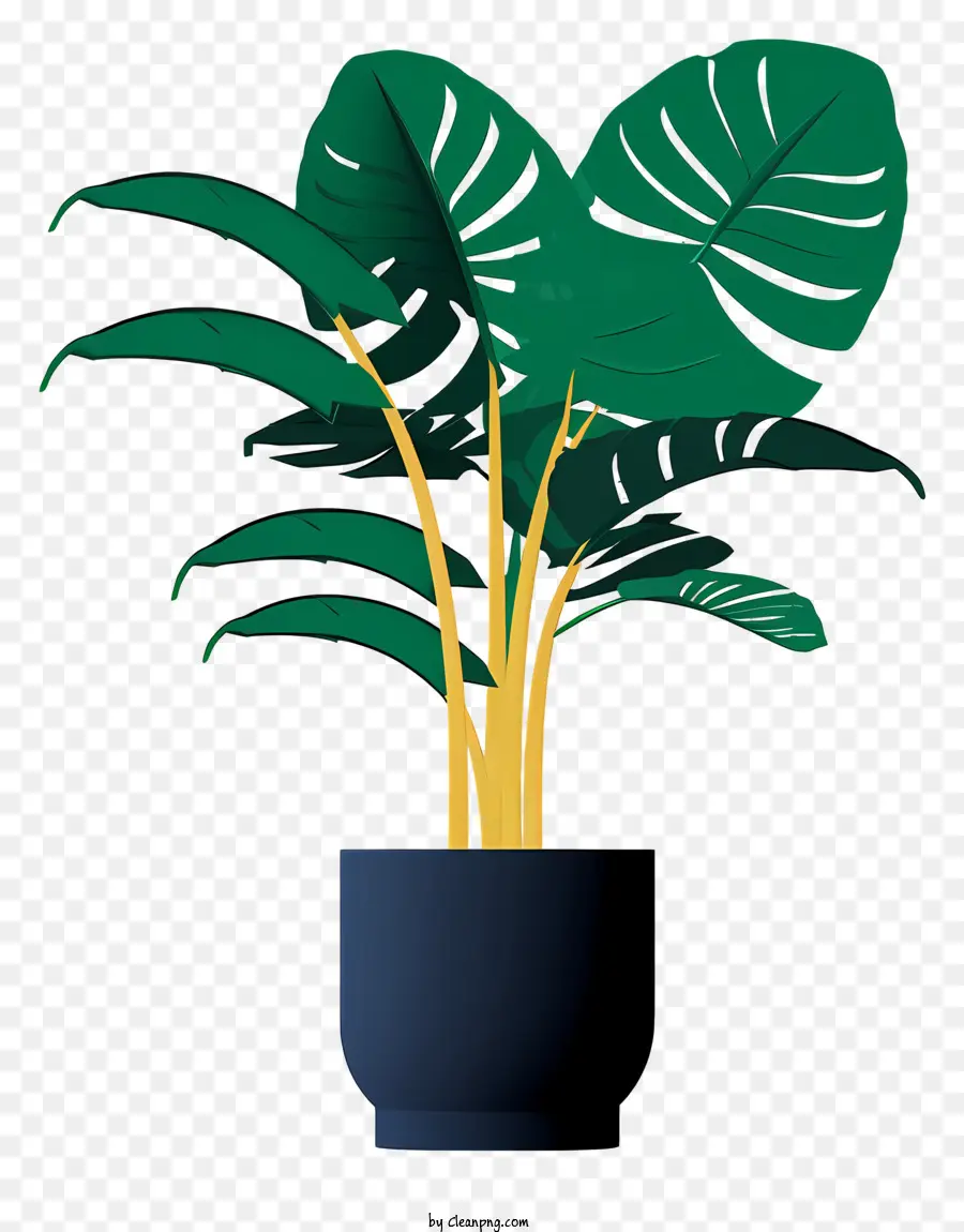 Topfpflanze Monstera Pflanze große Blätter breites, üppiges Grün aussehen - Monstera -Pflanze im großen Topf vor schwarzem Hintergrund