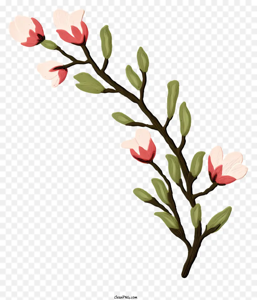 branch pink flowers white flowers flower buds leafless branch