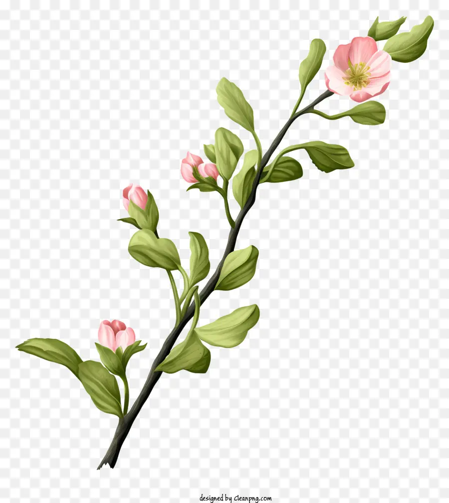 fiori di primavera - Fiori rosa appesi da un'immagine di ramo
