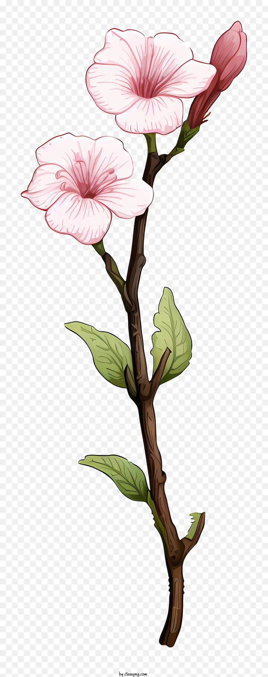 rosa Blume - Rosa Blume mit langem Stiel und V-förmiges Blütenblatt