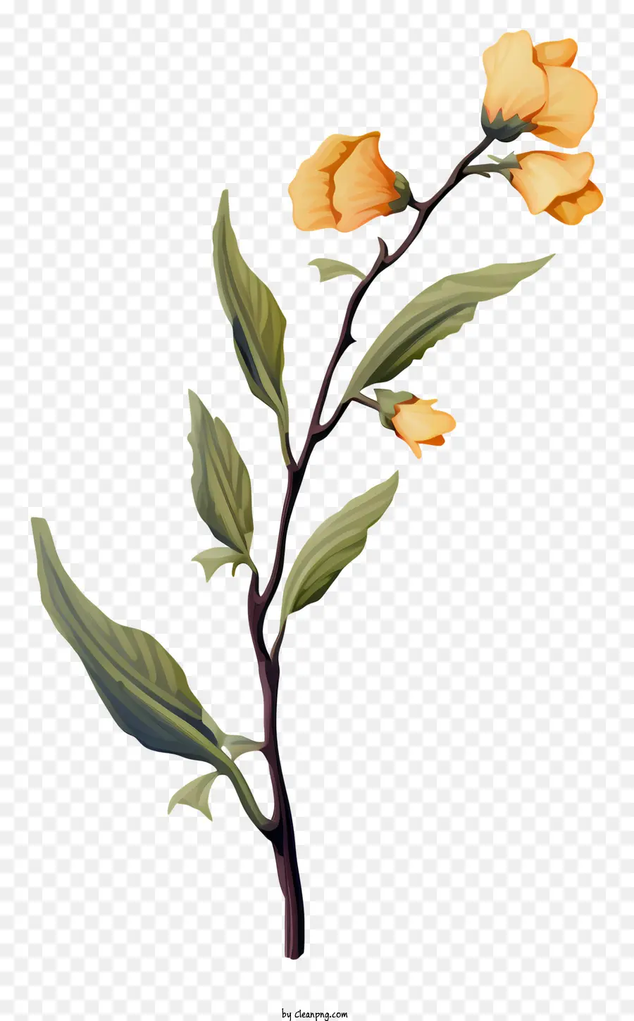 fiore giallo - Fiore giallo con petali e foglie a forma di stella