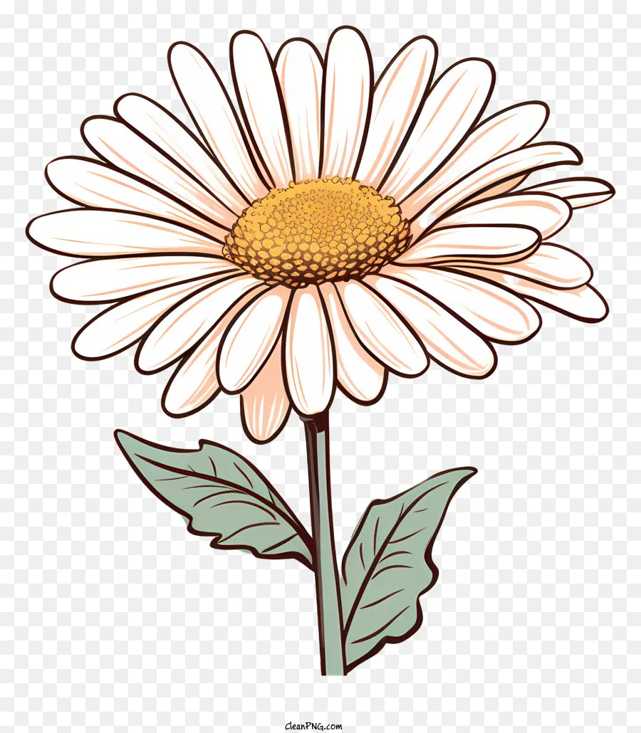 white daisy yellow center green leaves black background symbol of beauty
