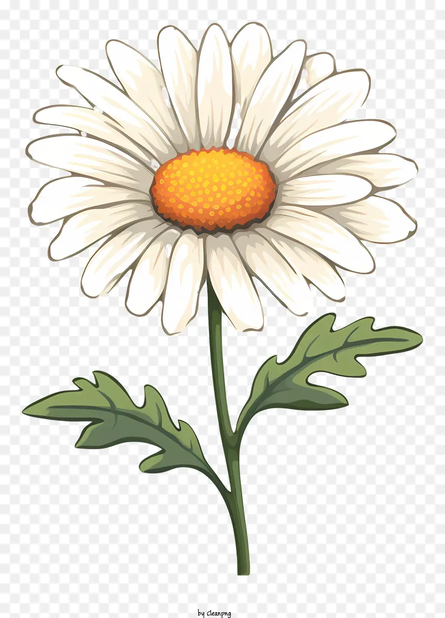 Daisy Flower - 