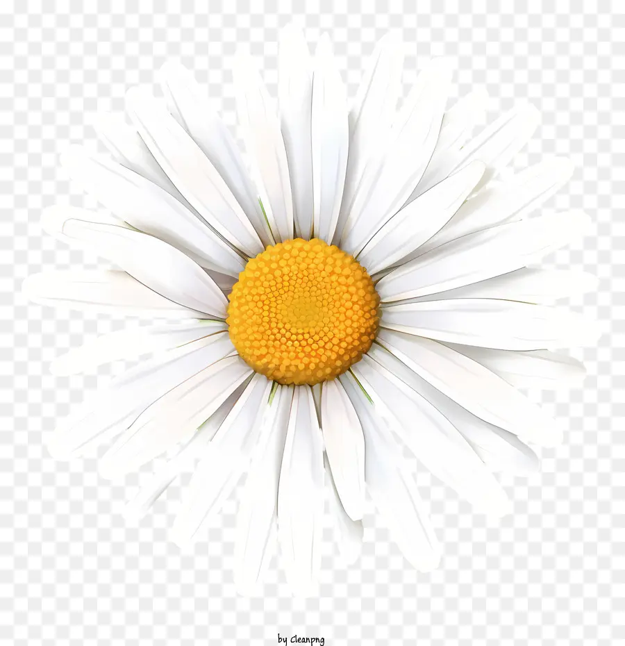 hoa trắng - Daisy trắng với trung tâm màu vàng trên nền đen