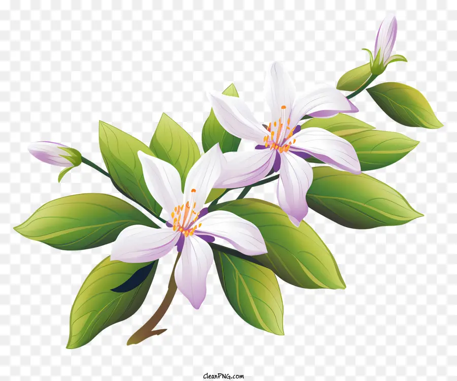 Lilie Blume - Nahaufnahme der weißen Lilienblume mit Blättern