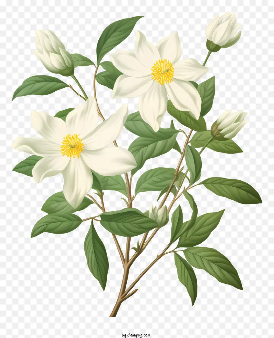 hoa trắng - Hoa trắng thực tế trên bức tranh nền đen