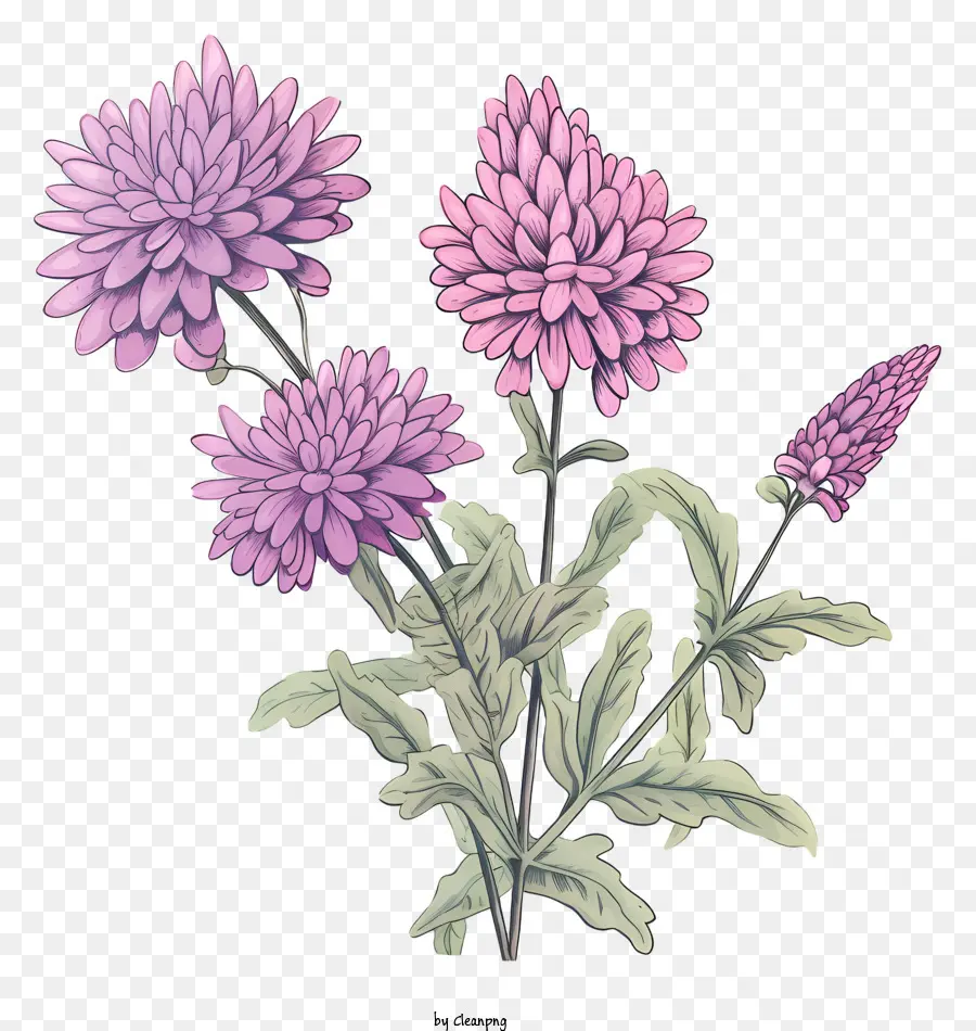 CHRYSANTHEMI PERPLE BLASCO E BIANCO - Immagine: Purple Chrysanthemum Bouquet in Cascading Depagine