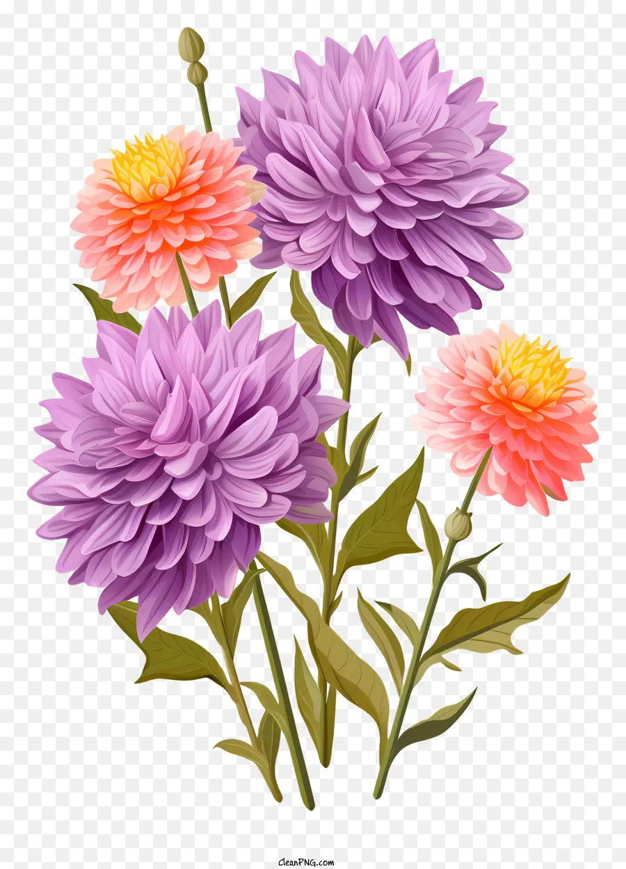 bouquet dauchs brightly colored flowers bushy stems purple petals