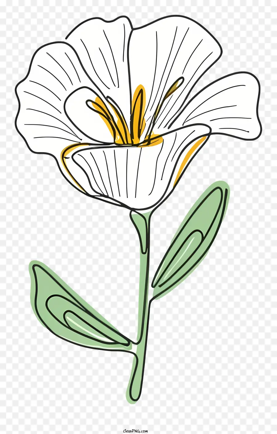 weiße Blume - Weiße Blume mit grünen Blättern auf schwarzem Hintergrund