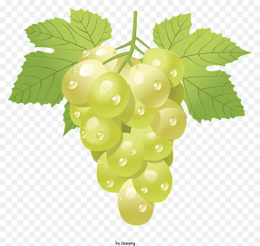 uva fresca uva verde uva cluster vitine vite fresche - Uva fresca e verde con consistenza liscia e lucentezza